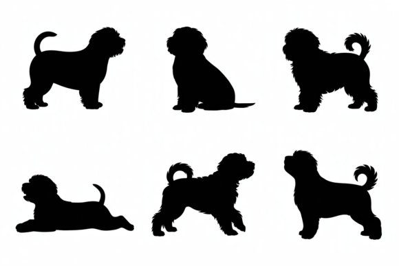 Silhouetted Havanese Dog Poses